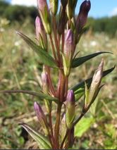 Annexe Gentianella amarella.JPG