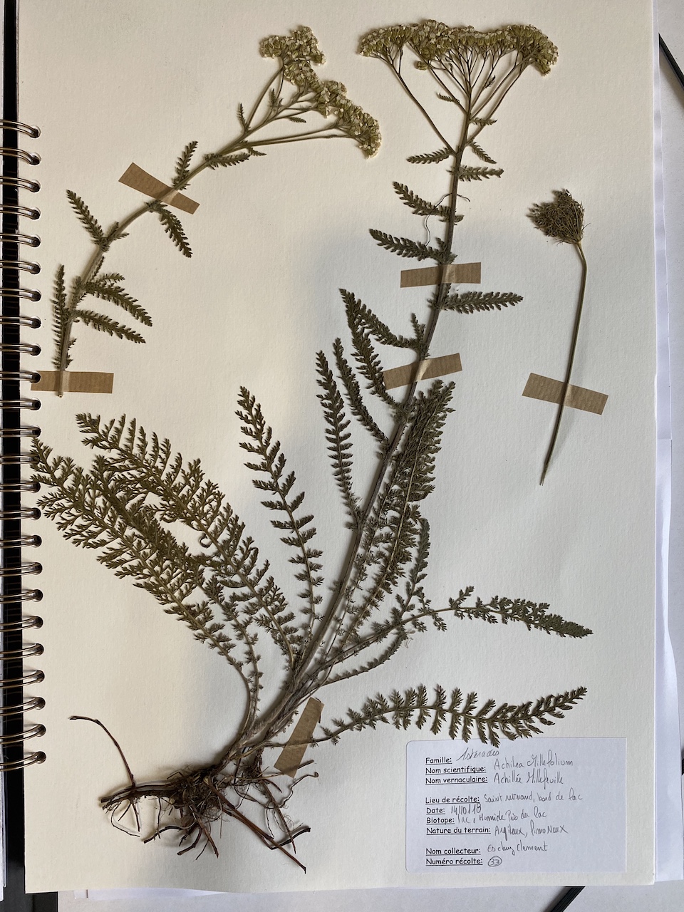 Annexe planche de achillée mille feuille herbier .jpeg