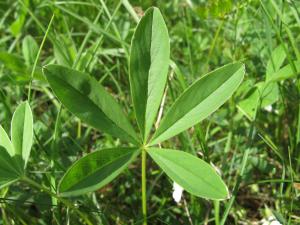 Annexe img_000208934S.jpg