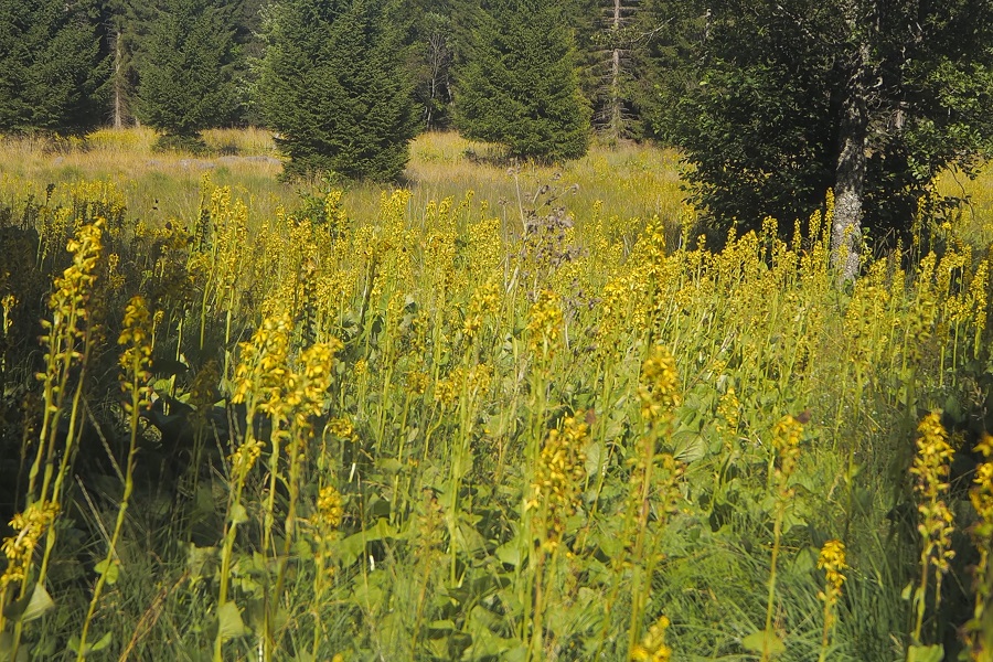 Annexe Laguiole 08 2019.JPG