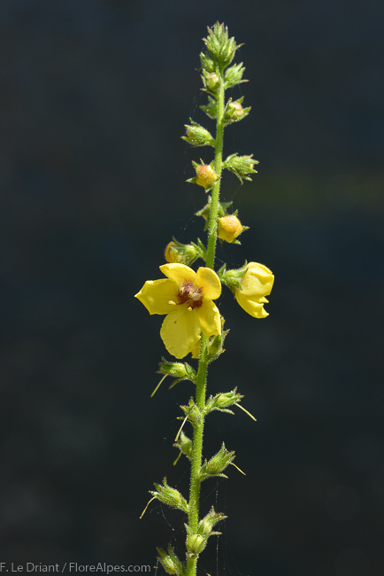 Annexe httpswww.florealpes.comphotosverbascumvirgatum_1.jpg?27082017124727PHPSESSID=