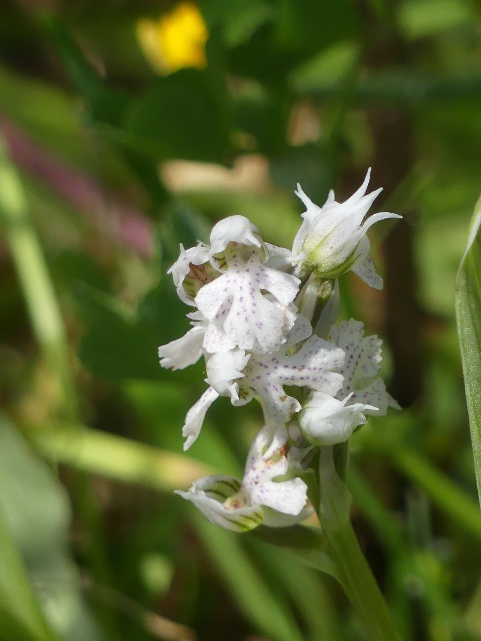 Annexe httpsapi.tela-botanica.orgimg002373424O.jpg