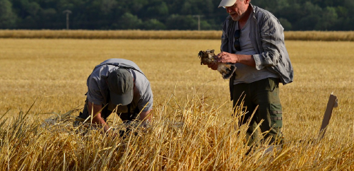 Annexe Busards orge juillet.png