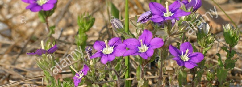 Annexe miroir de venus.jpg