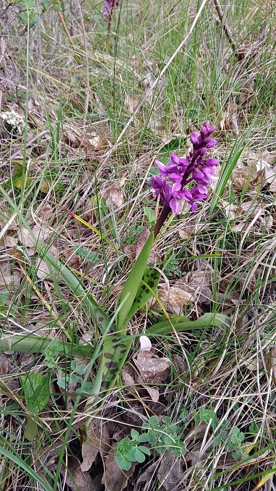 Annexe orchidee pyramidale.jpg