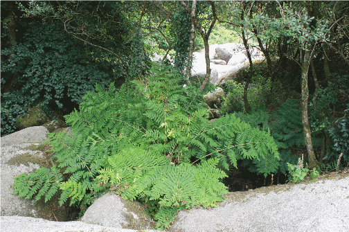 Annexe osmonde royale.png