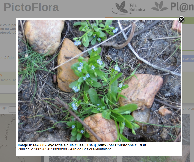 Annexe Myosotis sicula.png