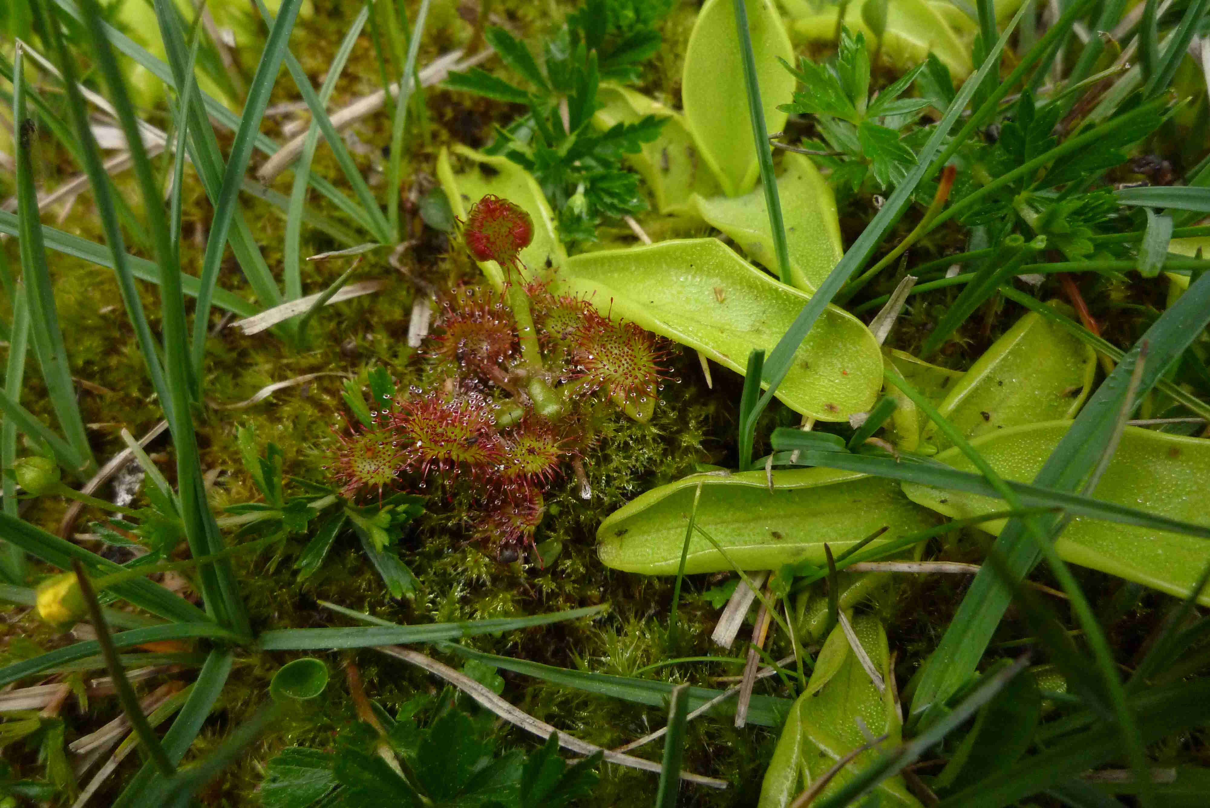 Annexe droseras-petit.JPG