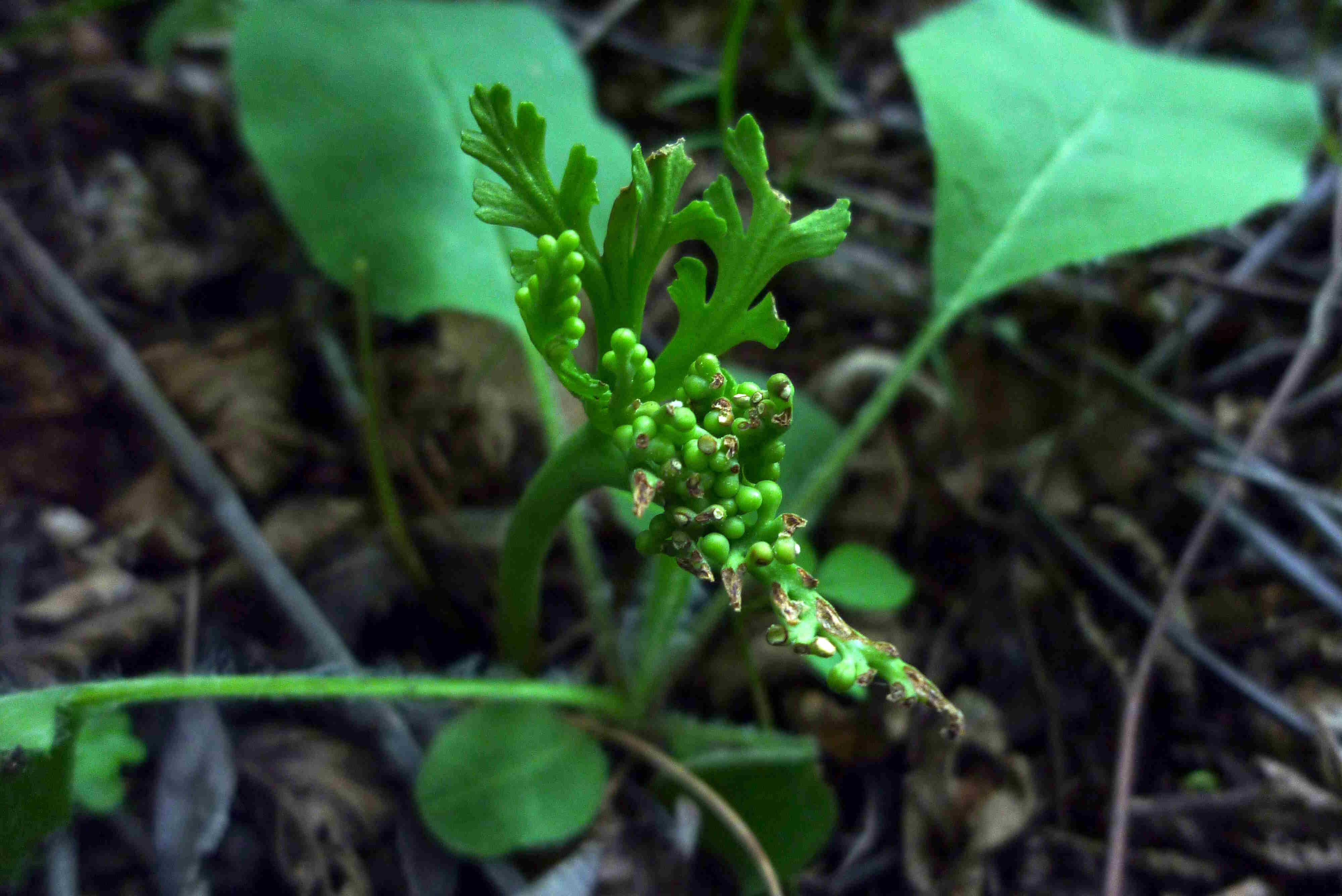 Annexe botrychium-simplex-petit.JPG