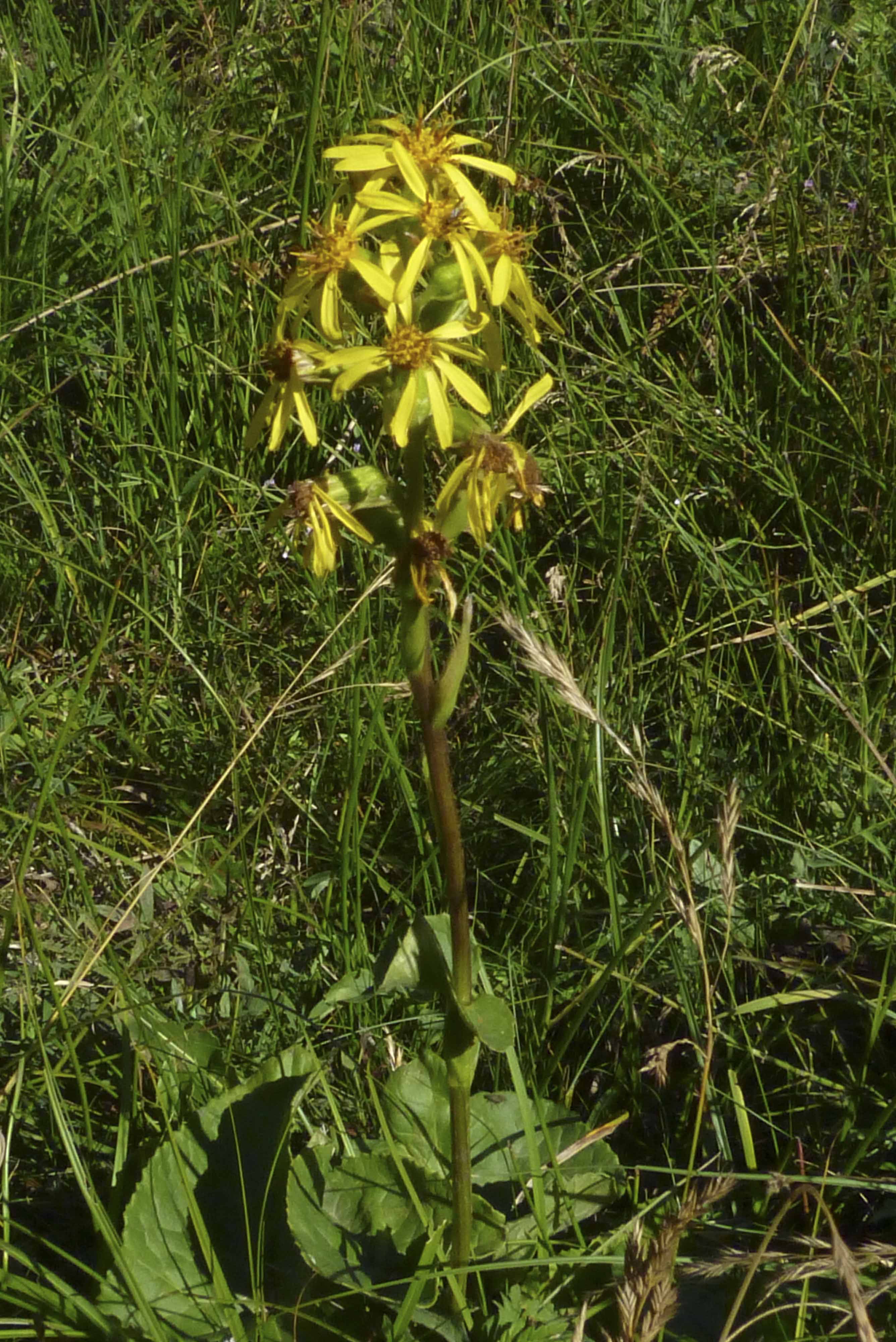 Annexe ligulaire-siberie (10)-91.jpg