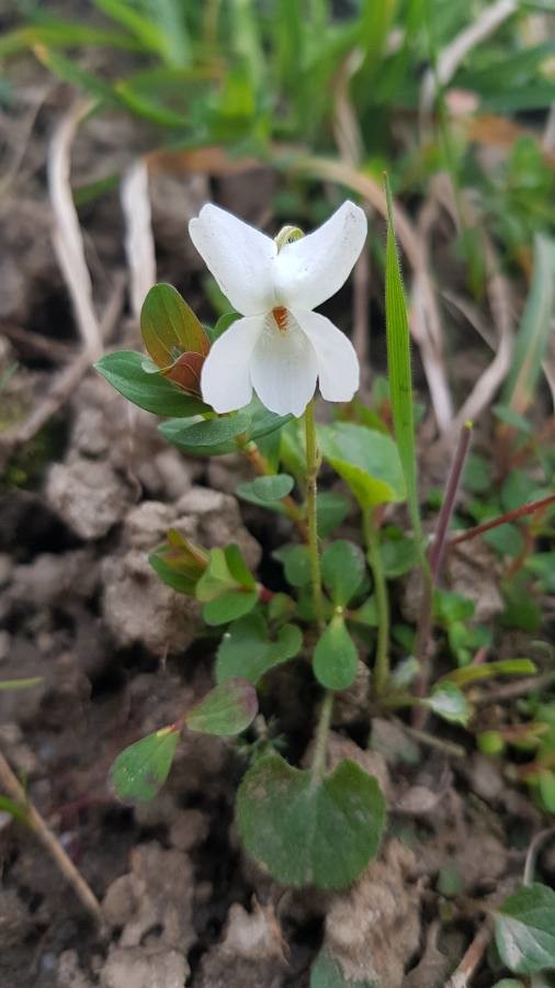 Annexe img-002363023O-Viola alba Besser-CR.jpg