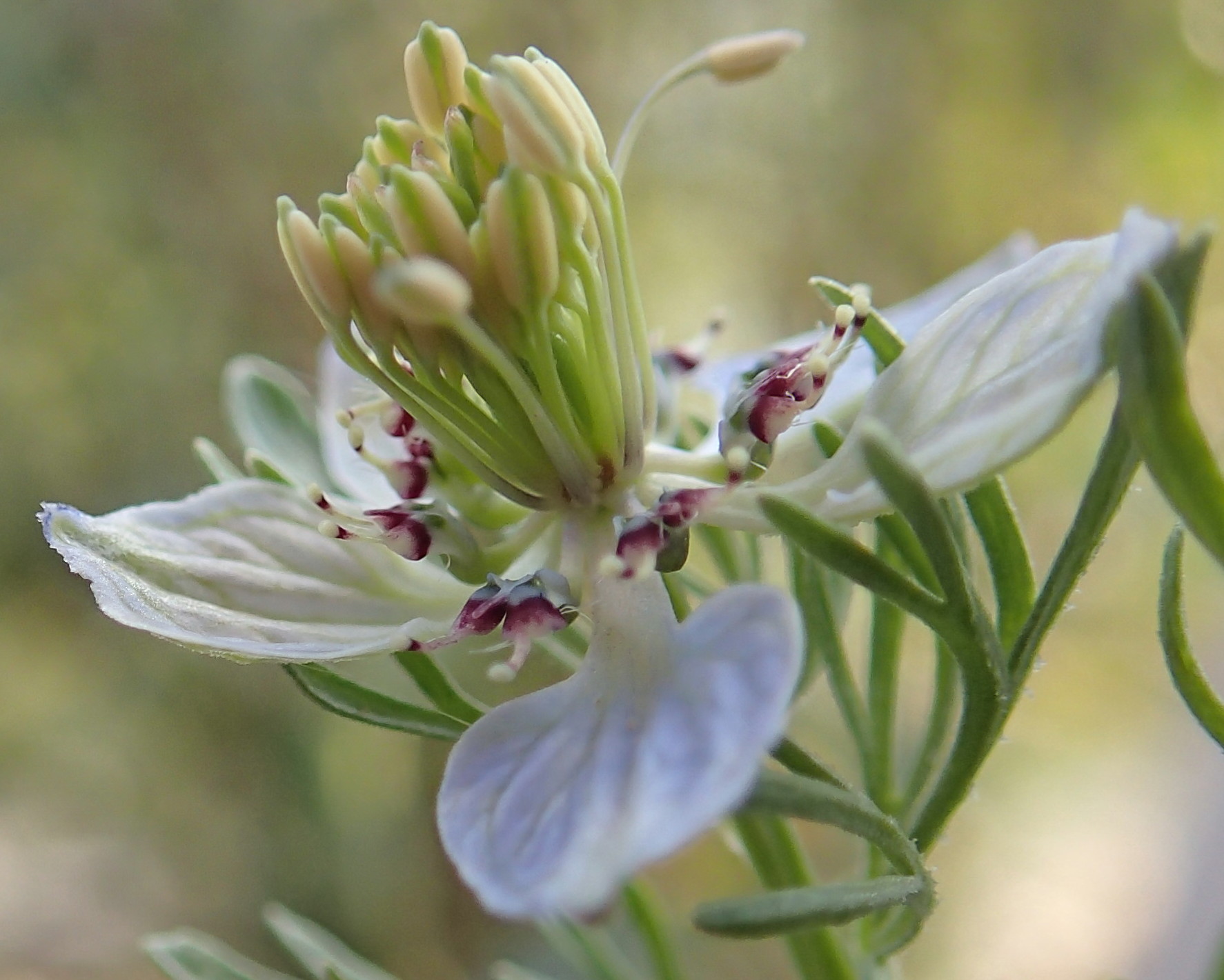 Annexe img_002225212O.jpg