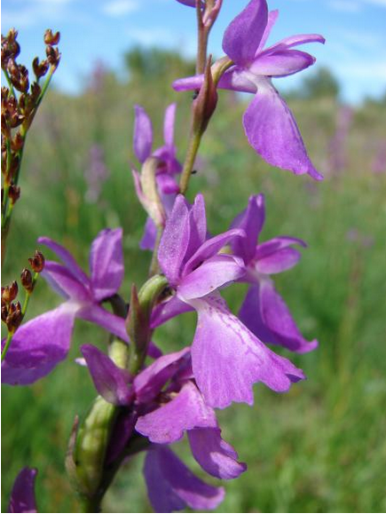 Annexe Anacamptis palustris.png