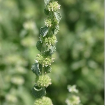 Annexe Marrubium vulgare.png