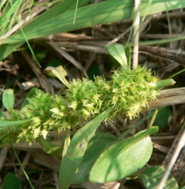 Annexe Rumex Palustris.png