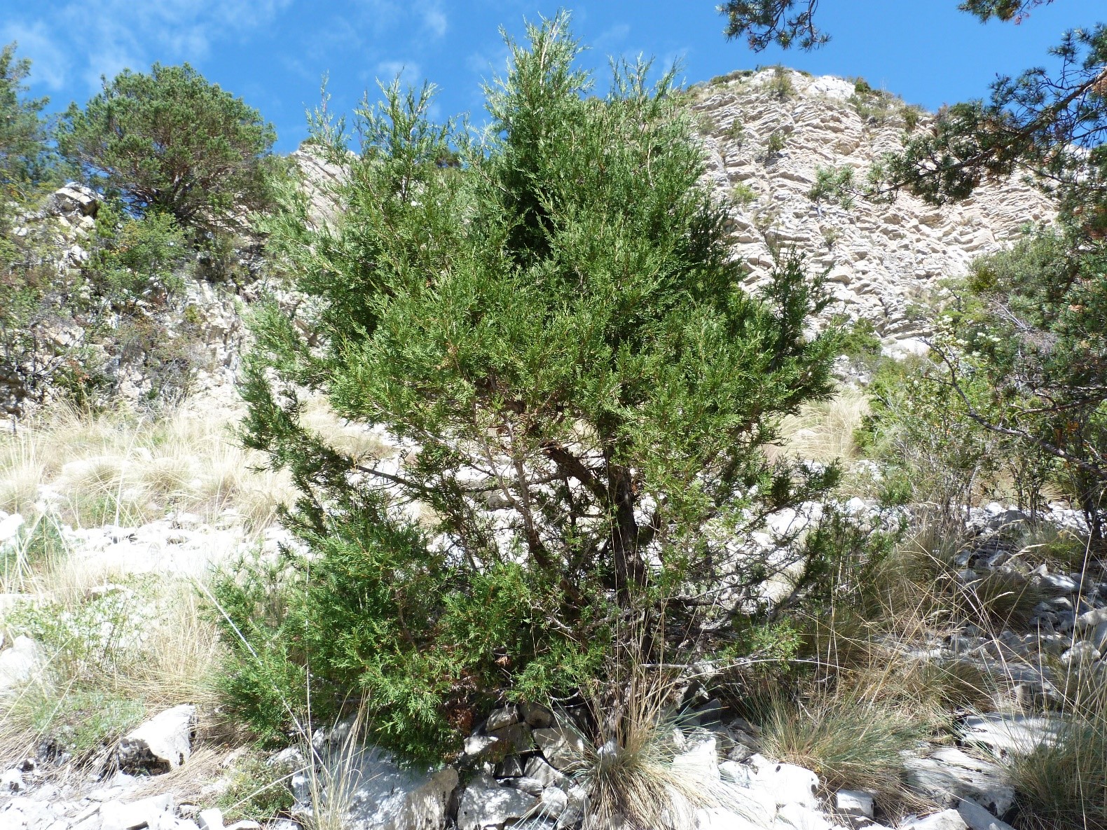 Annexe Genvrier thurifere.jpg