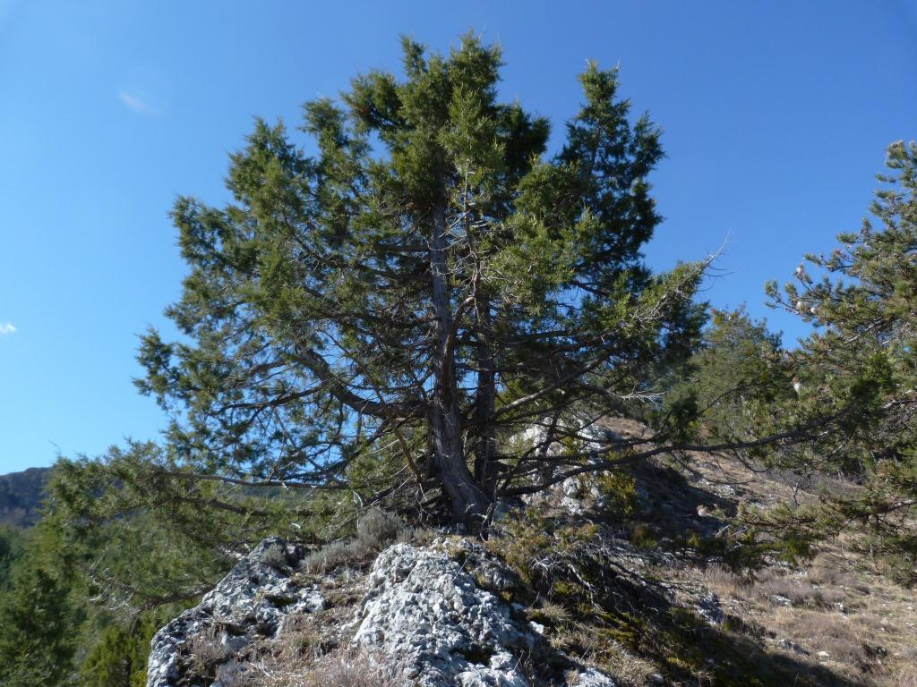 Annexe Juniperus thurifera_G_DAO.jpg
