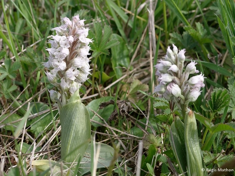 Annexe Orchis lacté.jpg