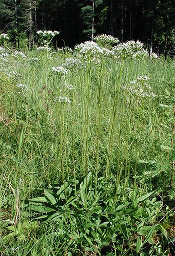 Annexe Valeriane.JPG