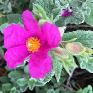 Annexe Cistus crepus.jpg