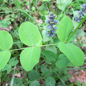 Annexe Vicia pisiformis.jpg