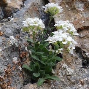 Annexe Hormathophylla pyrenaica.jpg