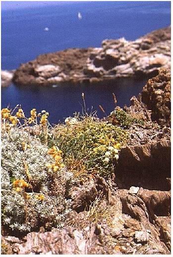 Annexe Seseli farrenyi.jpg