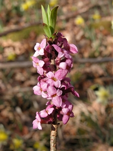 Annexe Bois joli.jpg