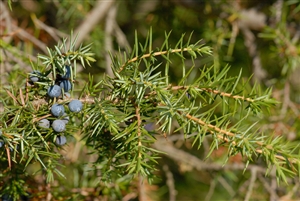 Annexe Genévrier commun.jpg
