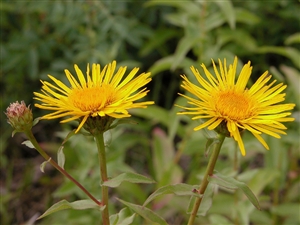 Annexe Inule à feuille de saule.jpg
