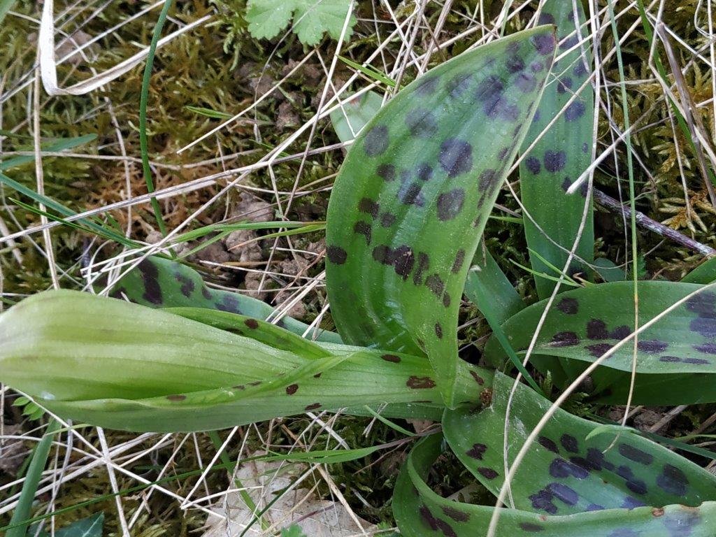 Annexe pentecote3.jpg