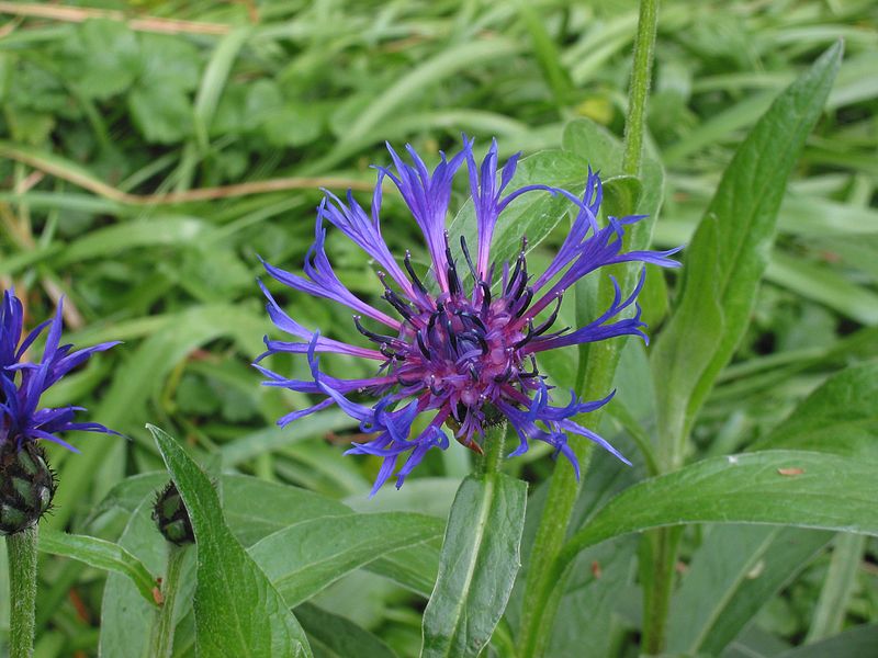 Annexe Cyanus montanus.jpg