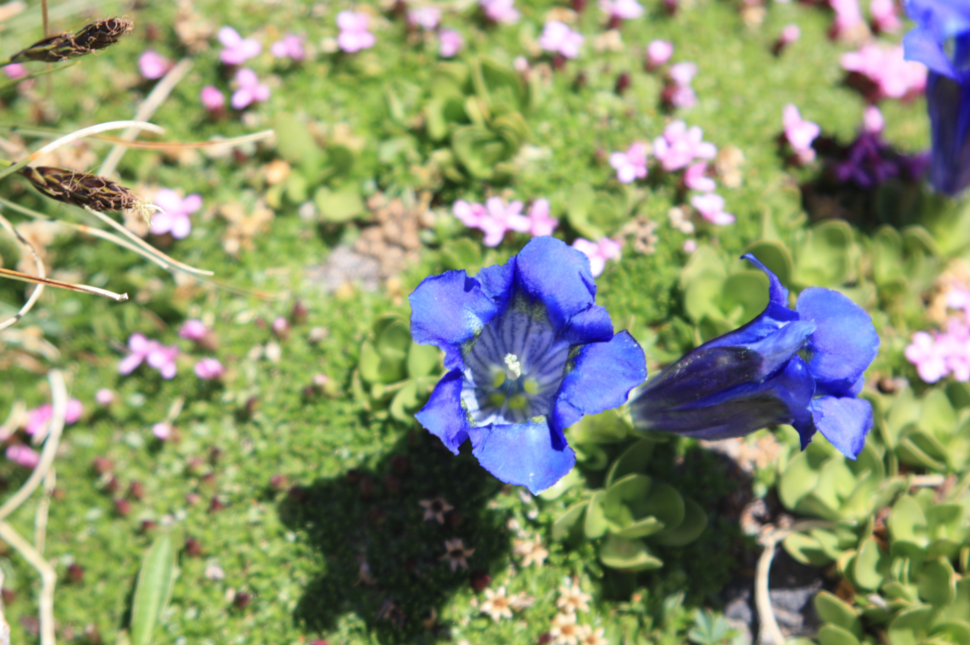 Annexe Gentiana clusii.JPG