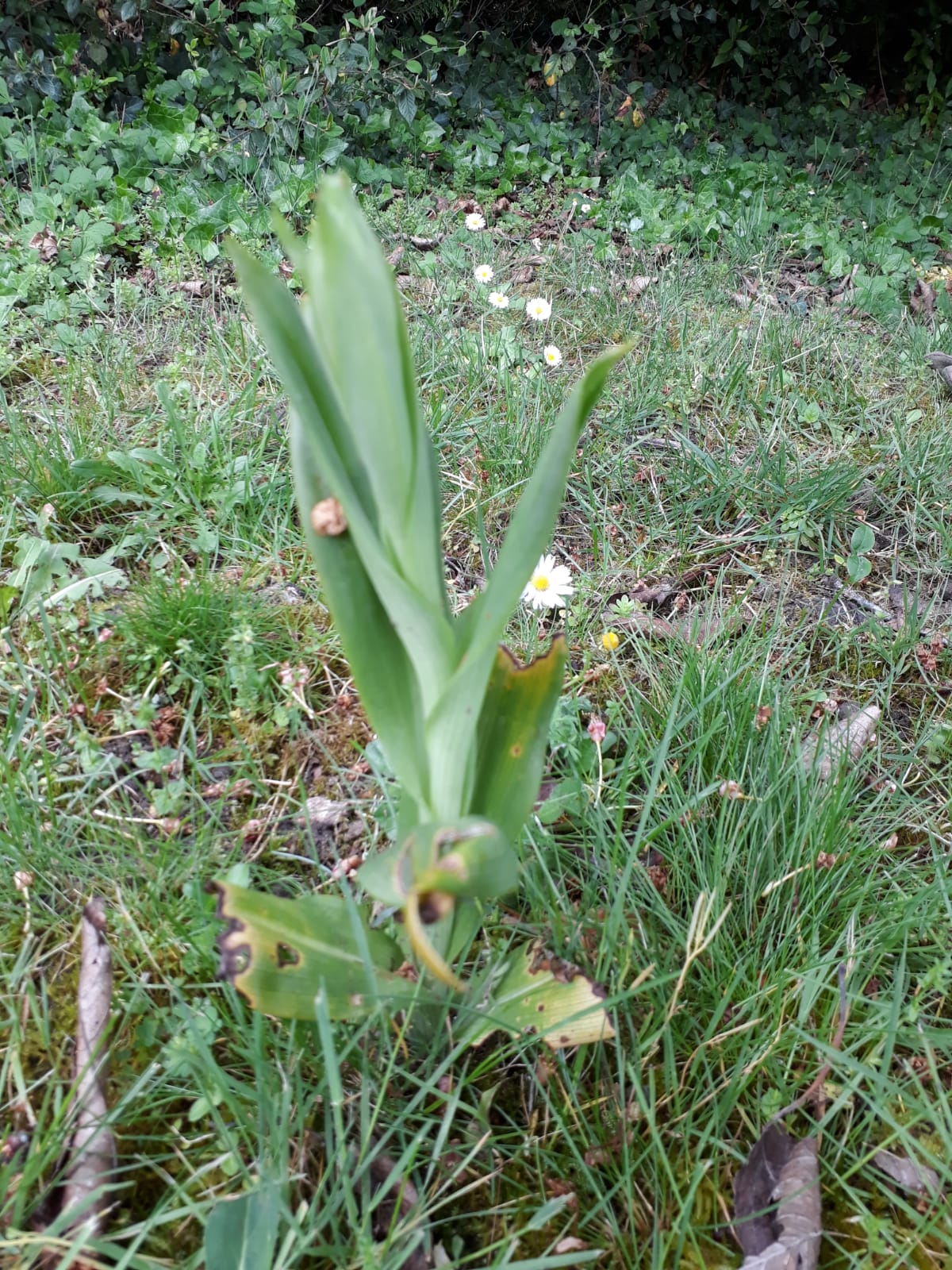 Annexe Seq6 Suj3 z activité orchidée sauvage.jpg