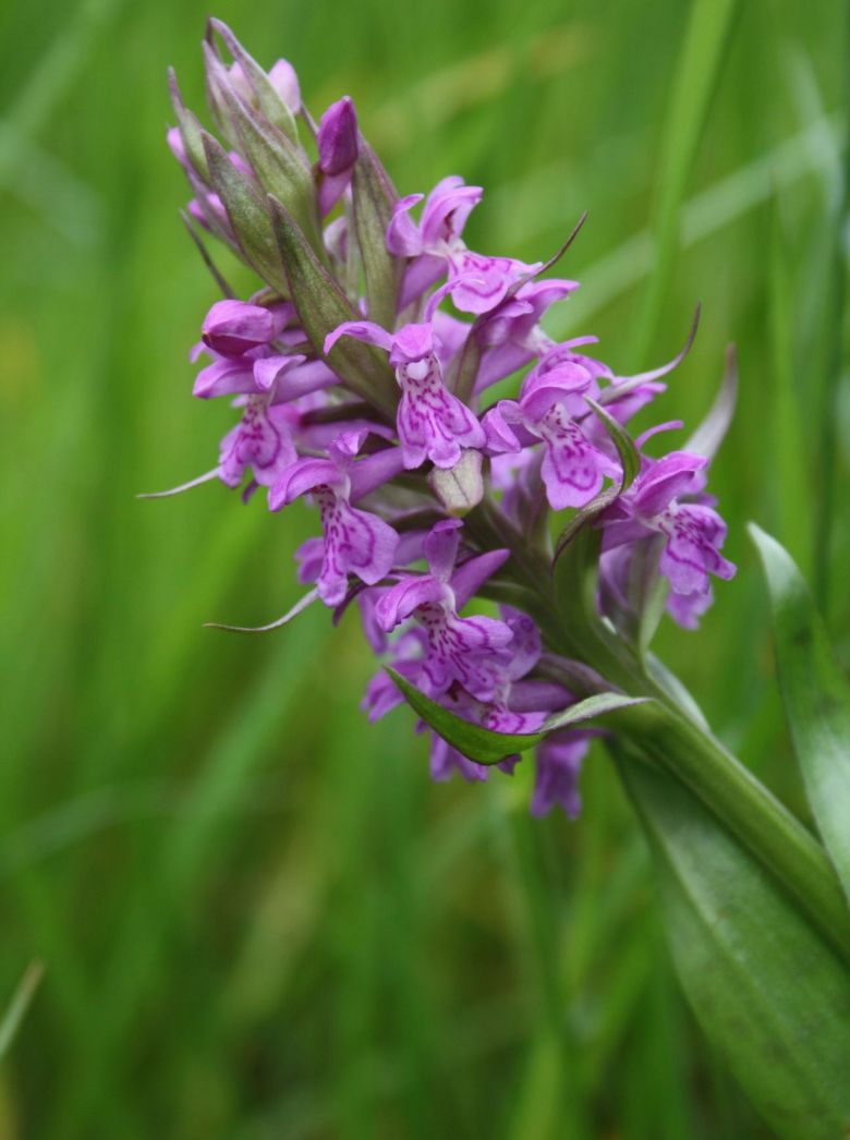 Annexe Seq6 Suj3 z activité orchidee sepant.jpg