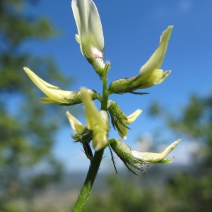 Annexe Astragalus hamosus.jpg