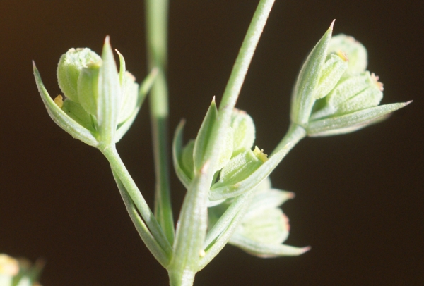 Annexe Bupleurum tenuissimum.jpg