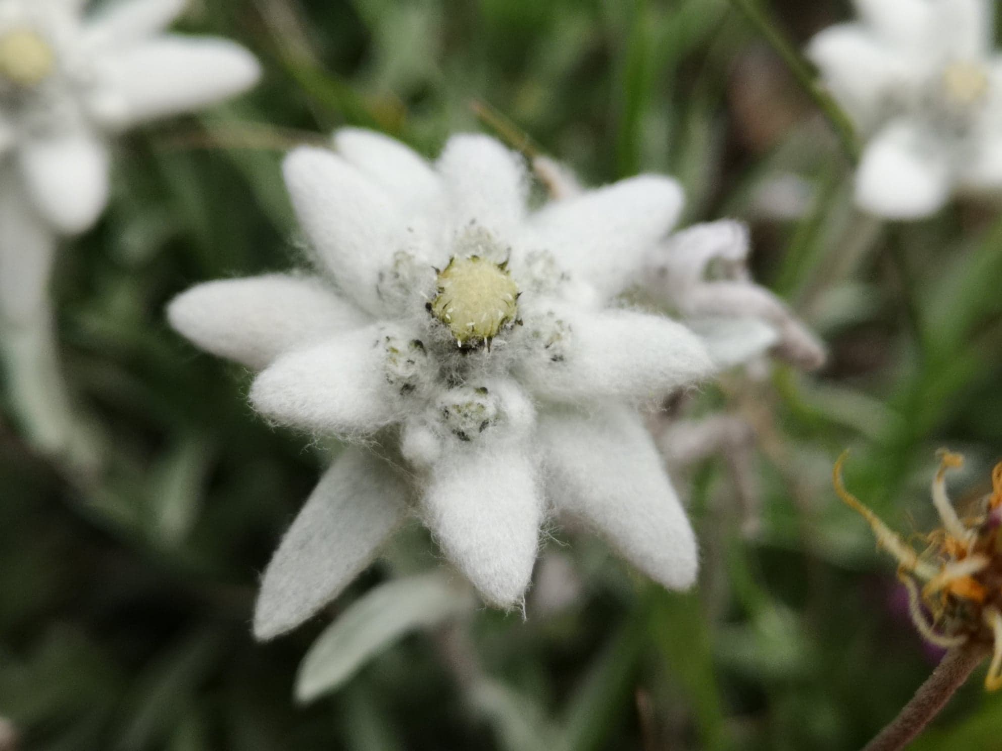 Annexe 94102814_226567608676269_5109495929447120896_n.jpg