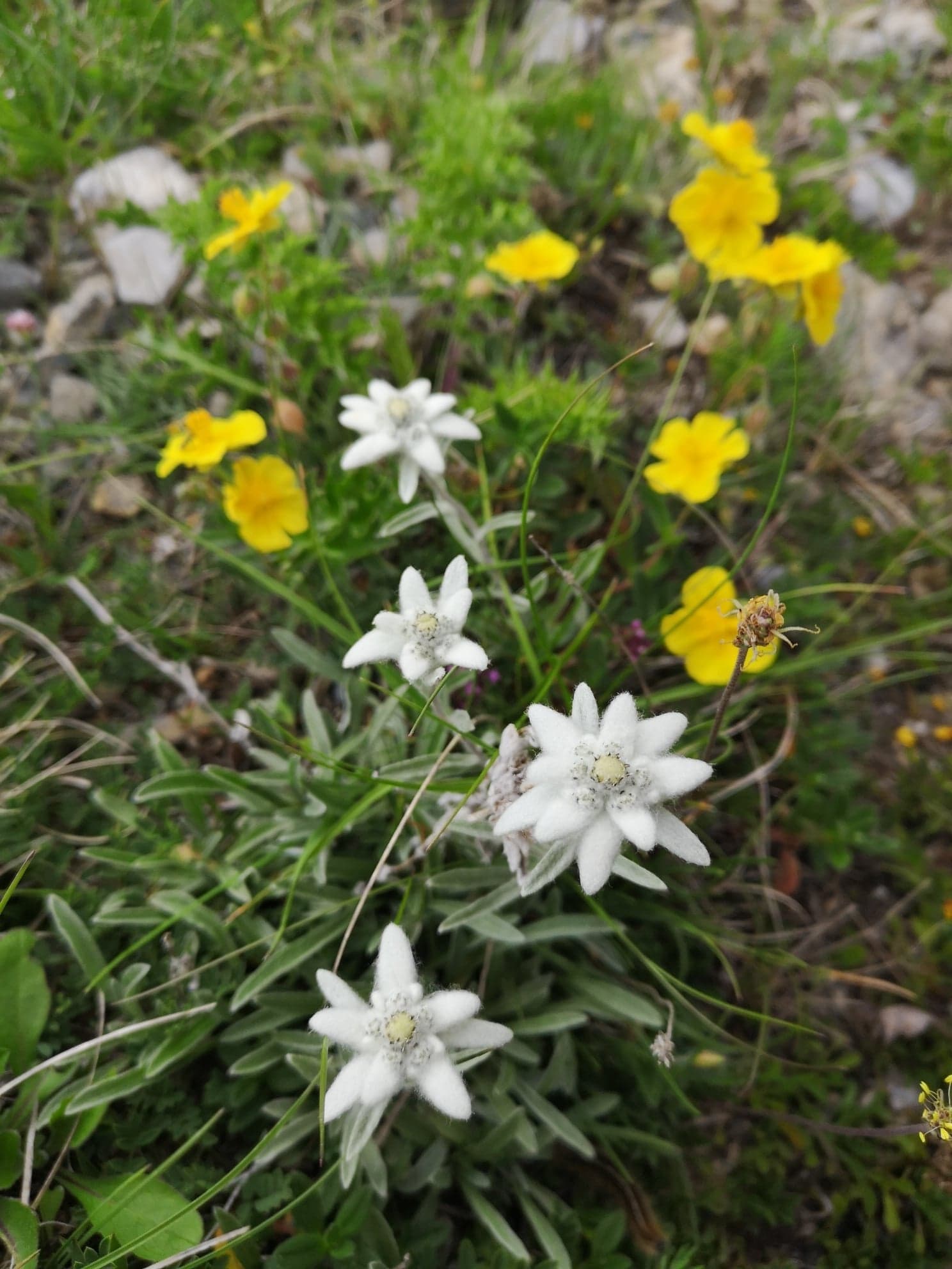 Annexe 94206979_696816821075199_4636870362326368256_n.jpg