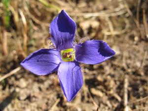 Annexe Gentianella cillata.jpg