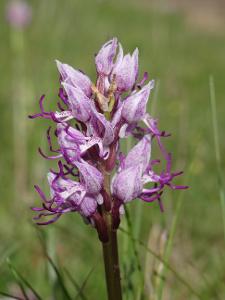 Annexe orchis simia.jpg
