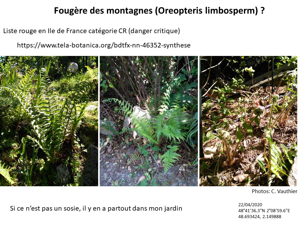 Annexe Oreopteris limbosperm fougère.jpg
