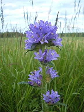 Annexe Campanula_cervicaria.JPG