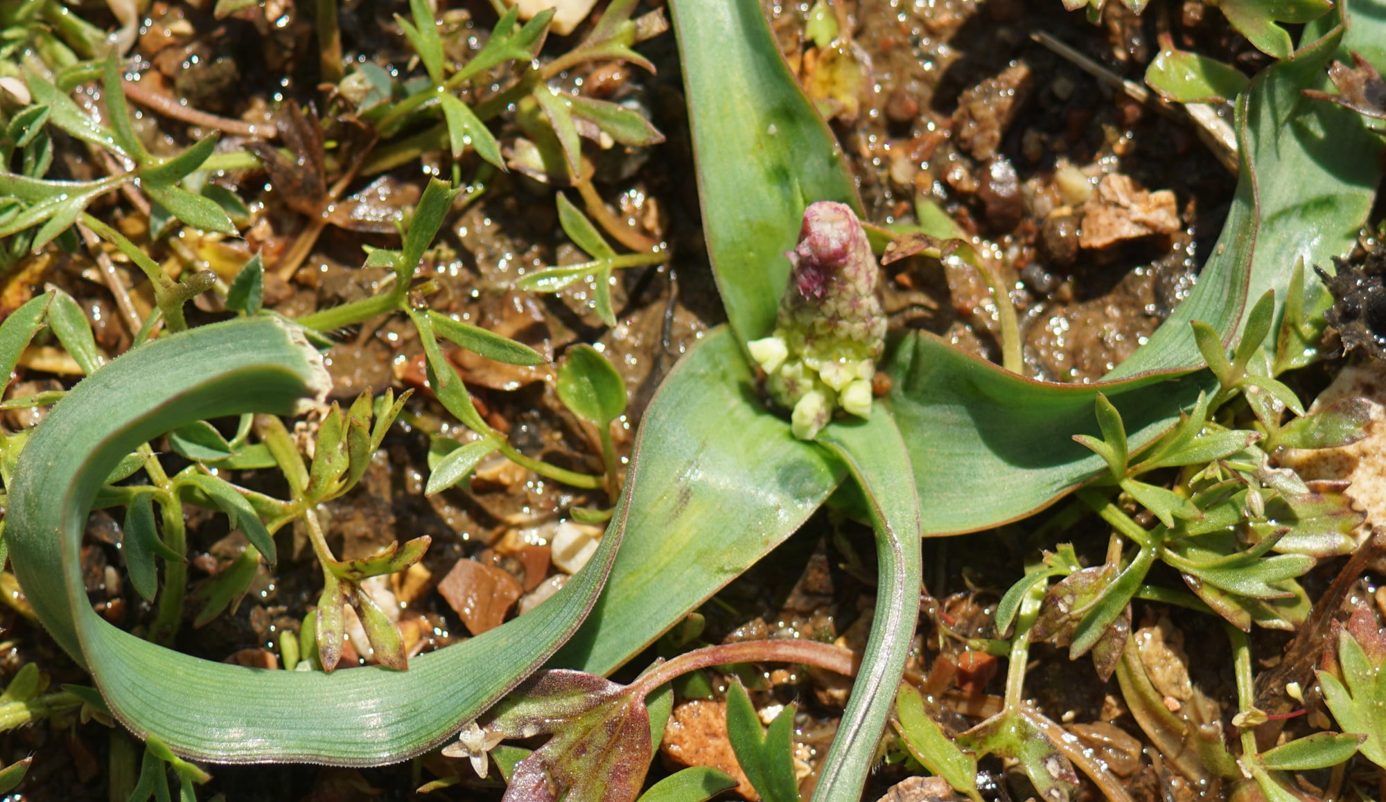 Annexe bellevaliatrifoliata3-min.jpg