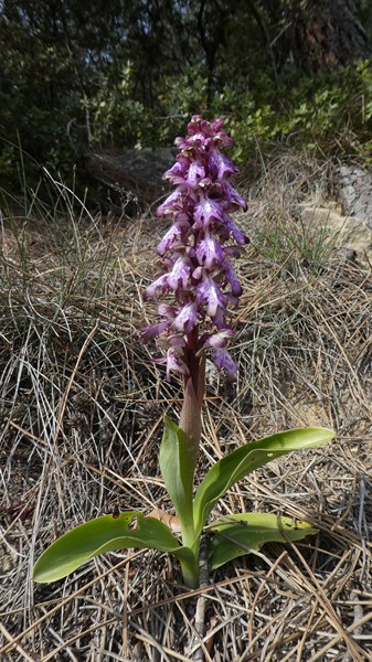 Annexe P1090680a.JPG