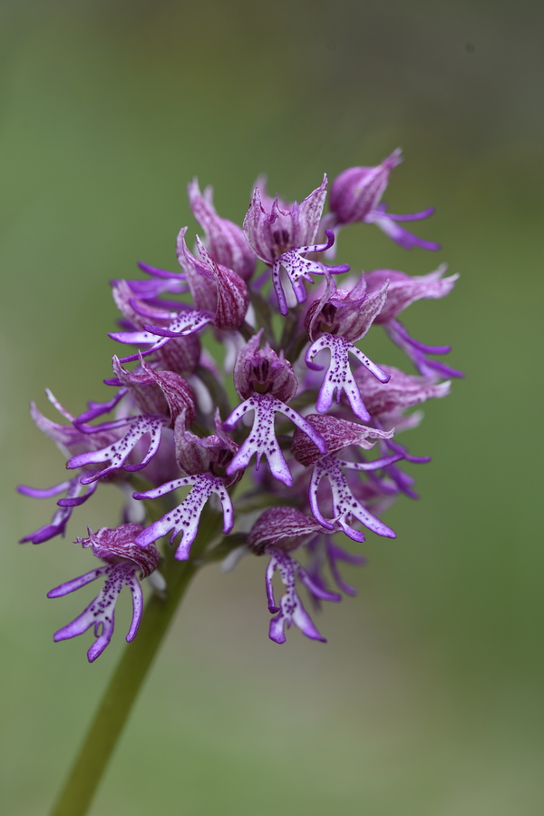 Annexe Orchis militaris_DSC5626_r.jpg