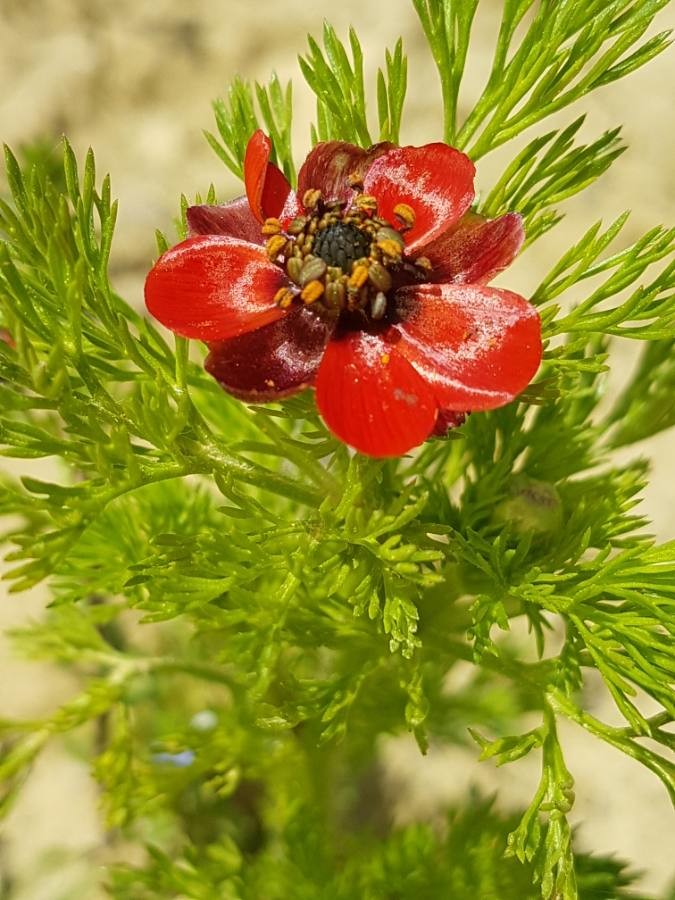 Annexe httpsapi.tela-botanica.orgimg002168064O.jpg