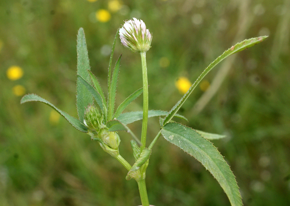 Annexe img 001342795O.jpg