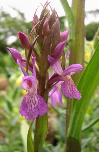 Annexe Dactylorhiza_praetermissa.jpg