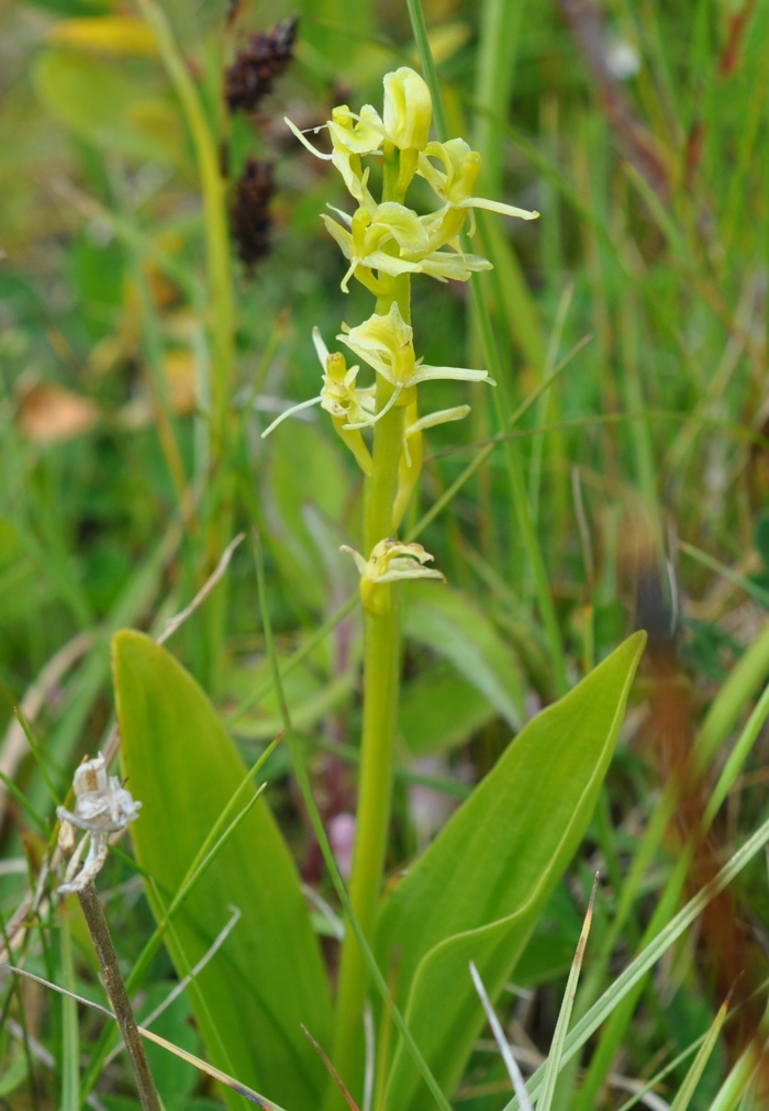 Annexe liparis-de-loesel.jpg
